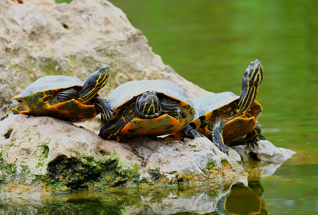 小烏龜是沙門氏菌的重要傳染源，有小孩孕婦的家庭需要注意